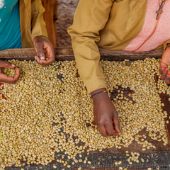 Wet Anaerobic Experiment