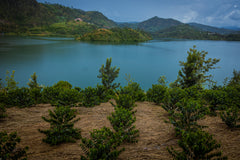 Farm Forward - Gift A Coffee Plant