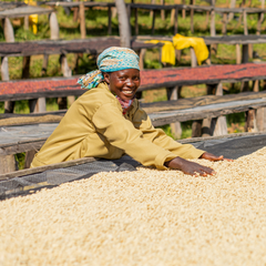 Gasharu Fully-Washed Grade A1