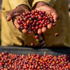 Intego (Resolution) Anaerobic Experiment