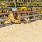 Gasharu Fully-Washed Grade A1