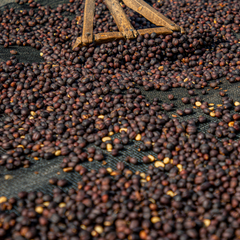 Intego (Resolution) Anaerobic Experiment