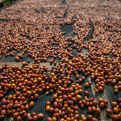 Intego (Resolution) Anaerobic Experiment