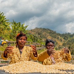 Gasharu Fully-Washed Grade A1