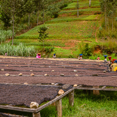 Gasharu Fully-Washed Grade A1