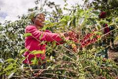 Farm Forward - Gift A Coffee Plant