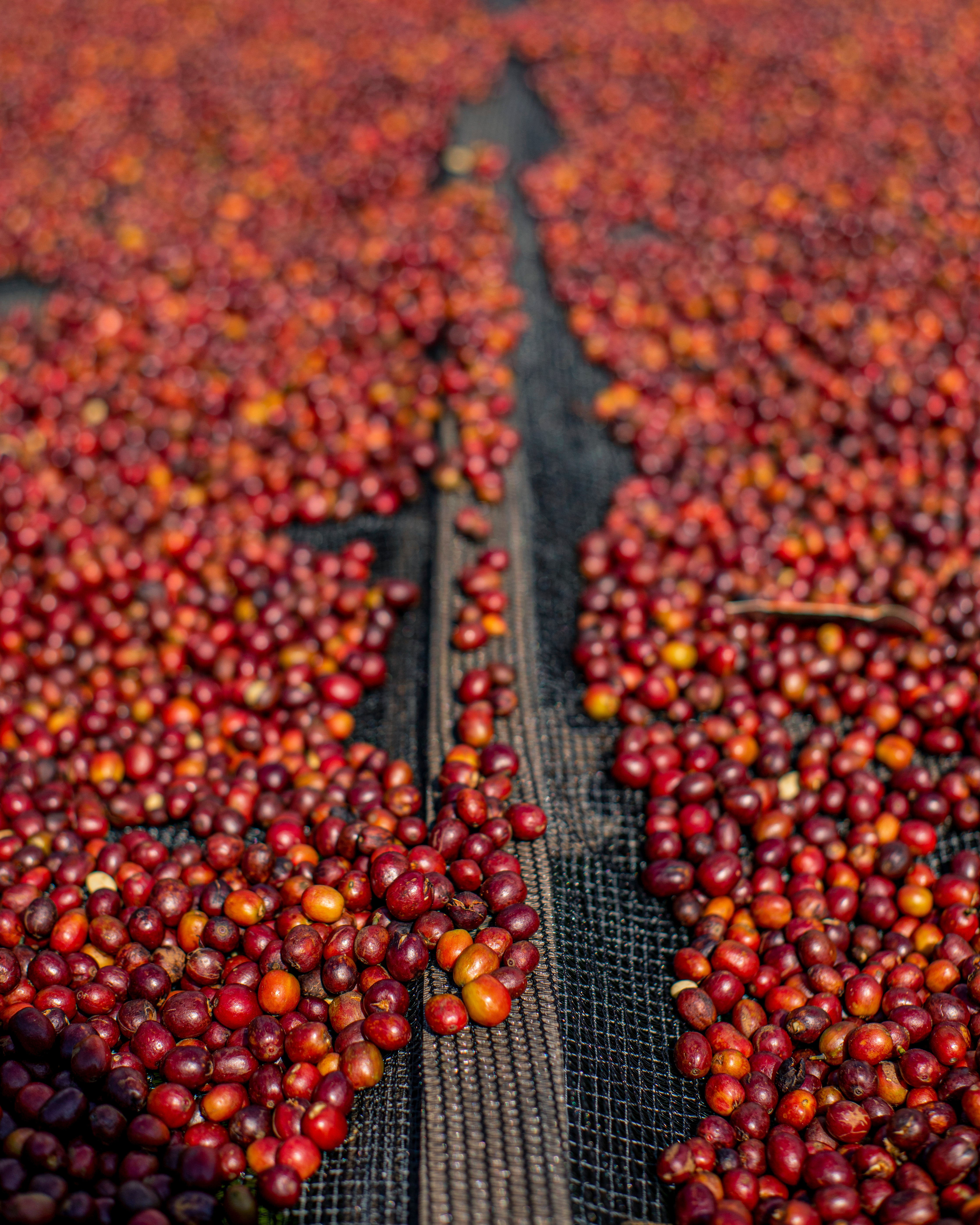 Peaberry Grade A1