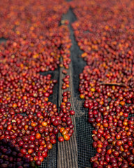 Peaberry Grade A1